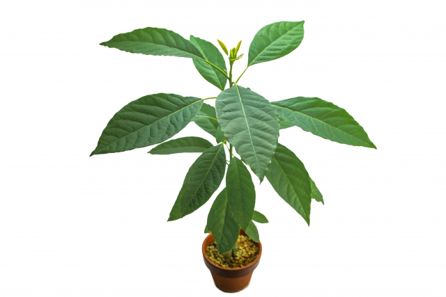 アボカドの鉢植え