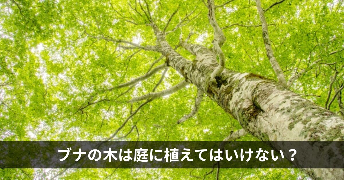 ブナの木は庭に植えてはいけない？