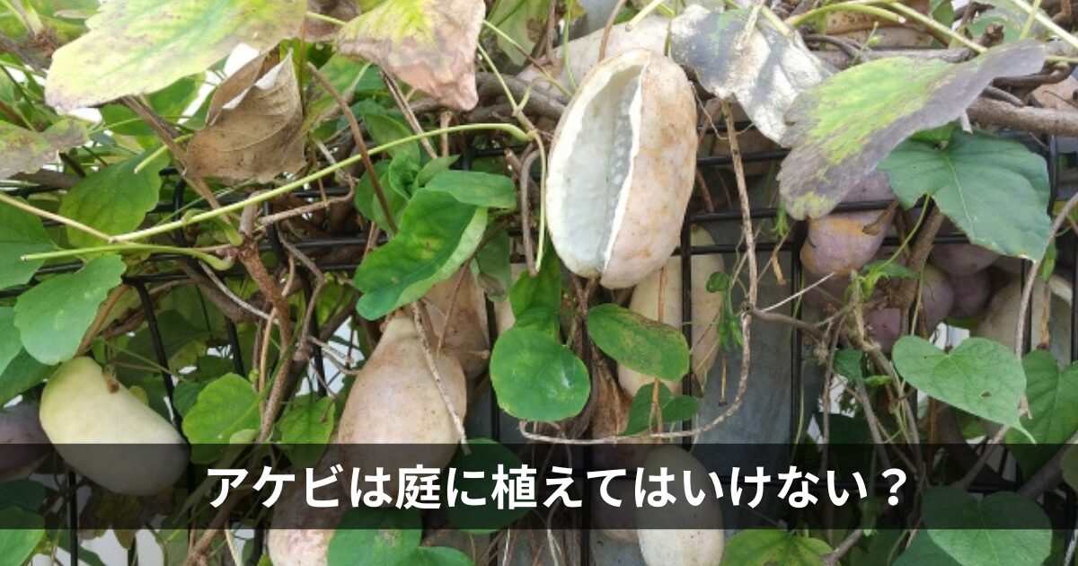 アケビを庭に植えてはいけない？