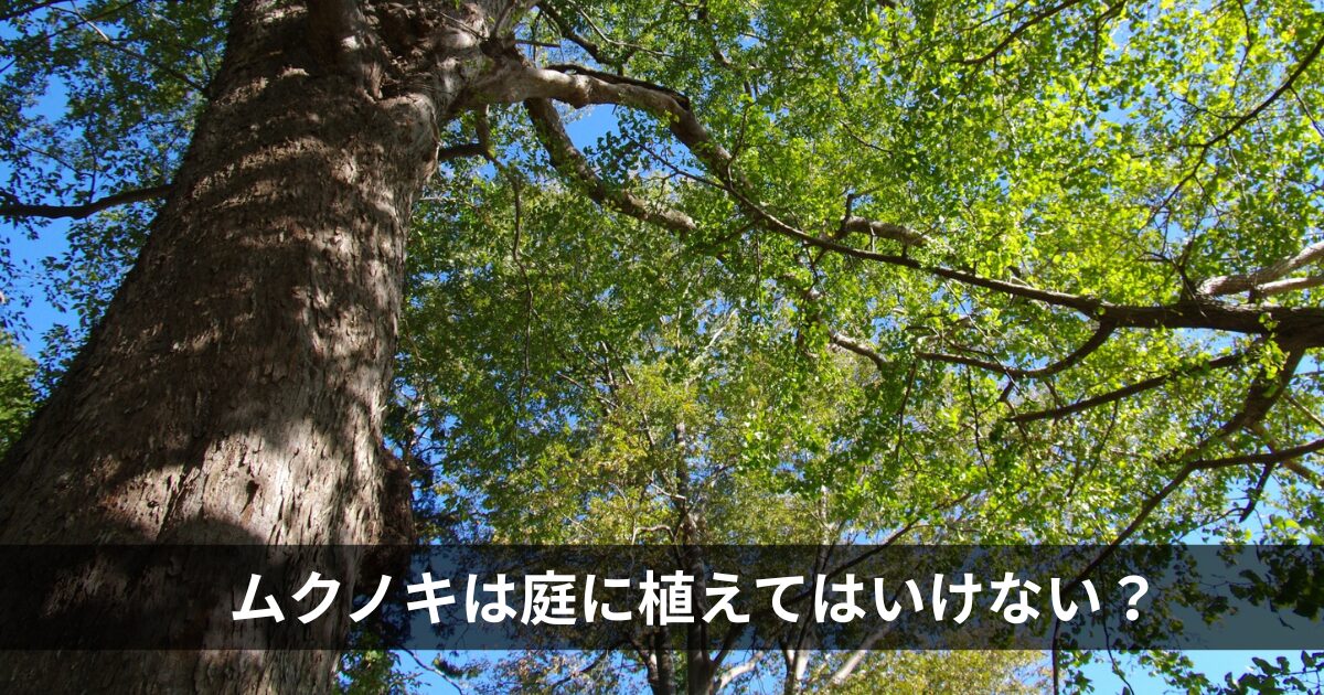 ムクノキを庭に植えてはいけない？