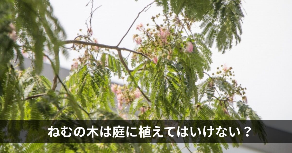 ねむの木は庭に植えてはいけない？
