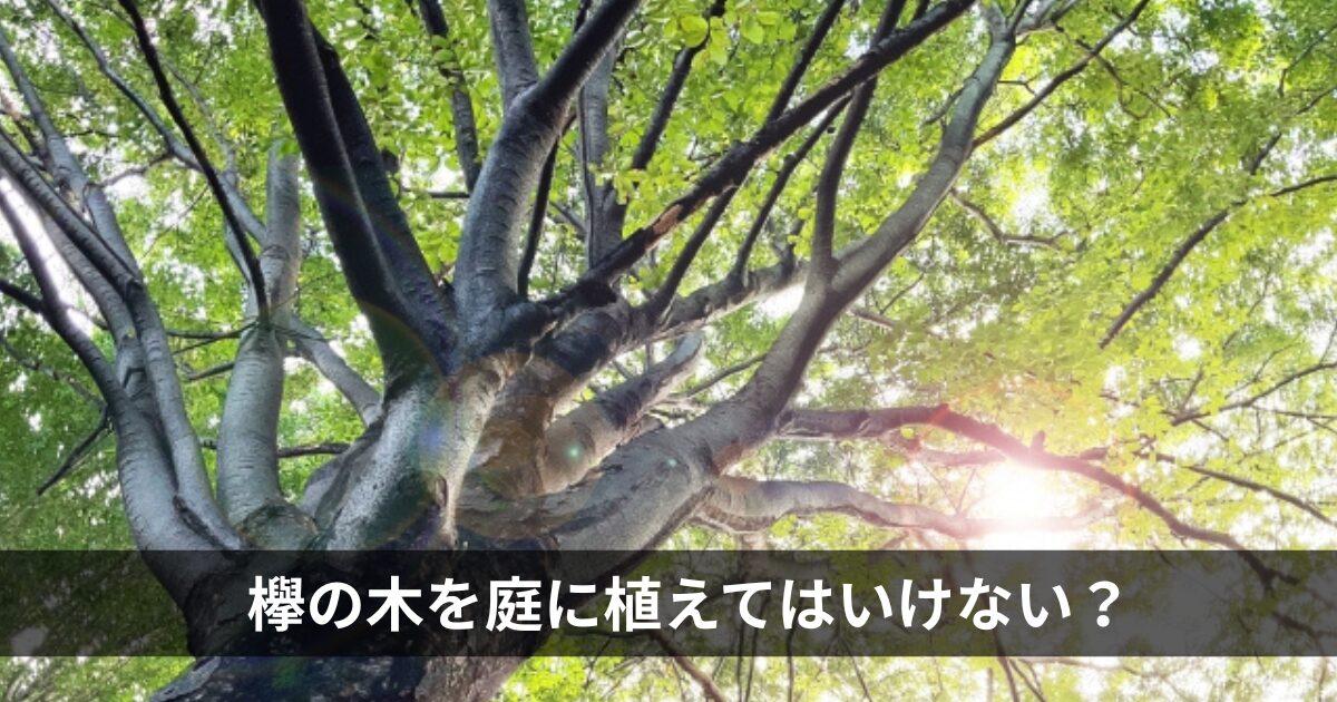 欅の木を庭に植えてはいけない？