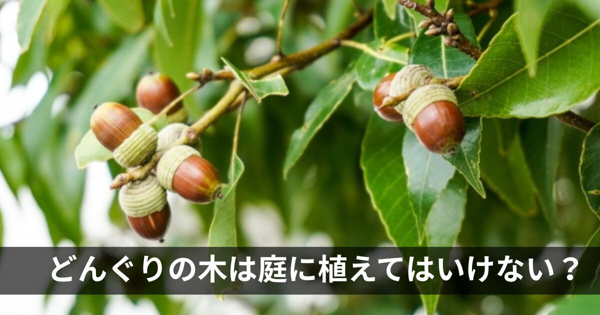 どんぐりの木は庭に植えてはいけない？