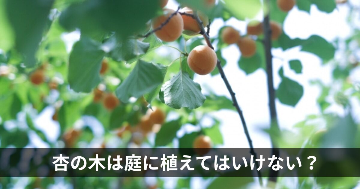 杏の木は庭に植えてはいけない？