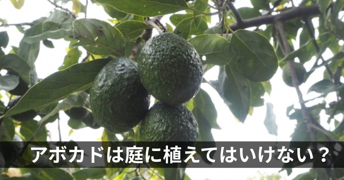 アボカドは庭に植えてはいけない？