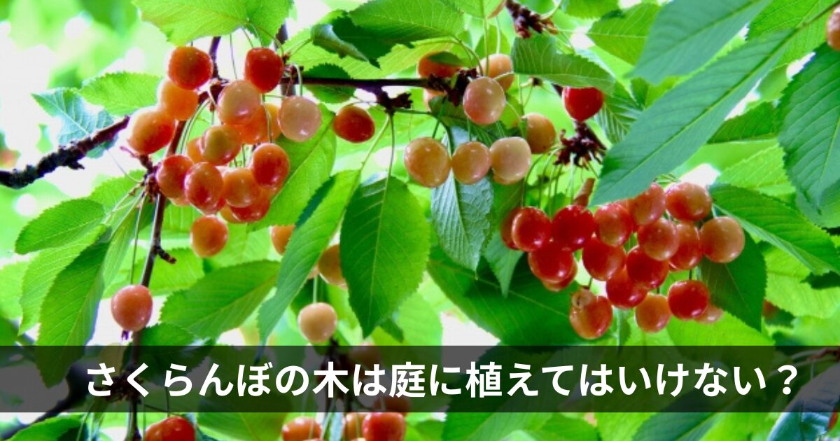 さくらんぼの木は庭に植えてはいけない？