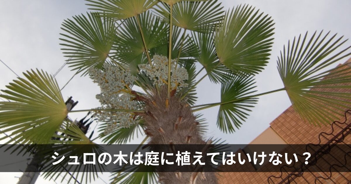 シュロの木は庭に植えてはいけない？