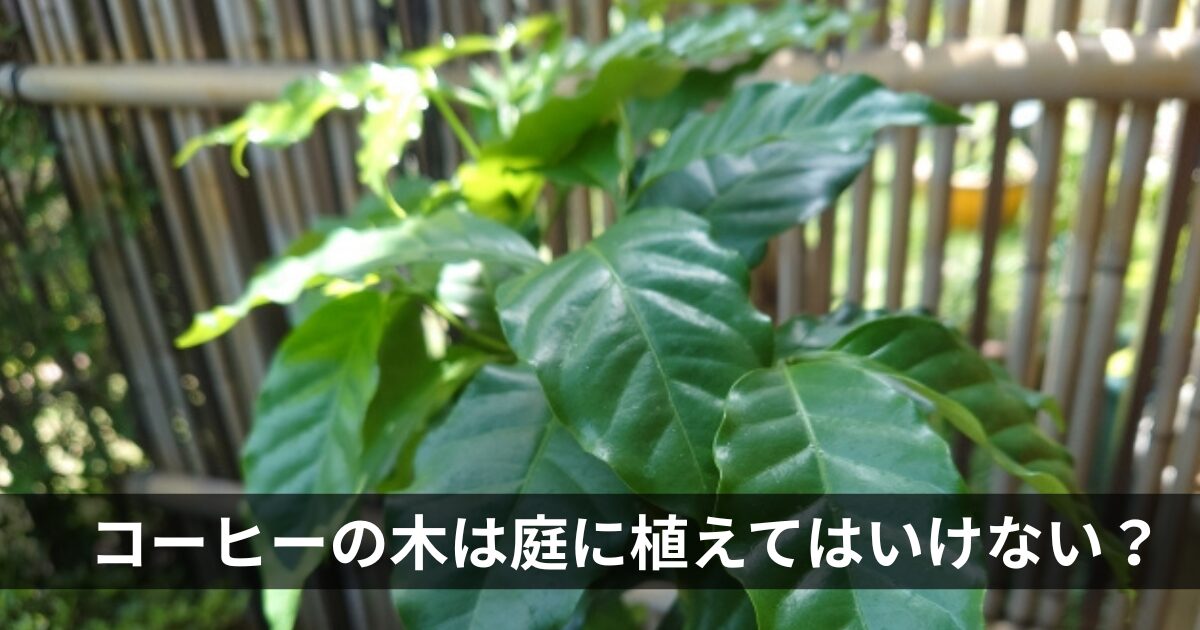 コーヒーの木は庭に植えてはいけない？