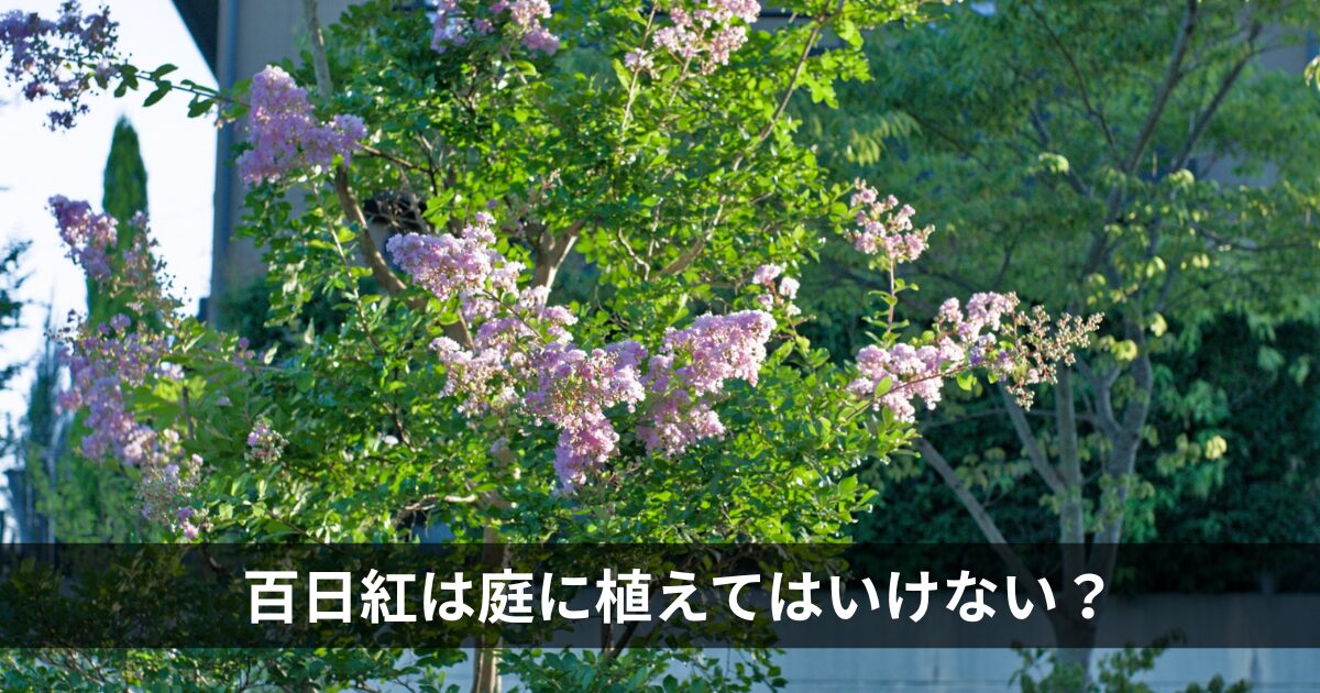 百日紅は植えてはいけない？
