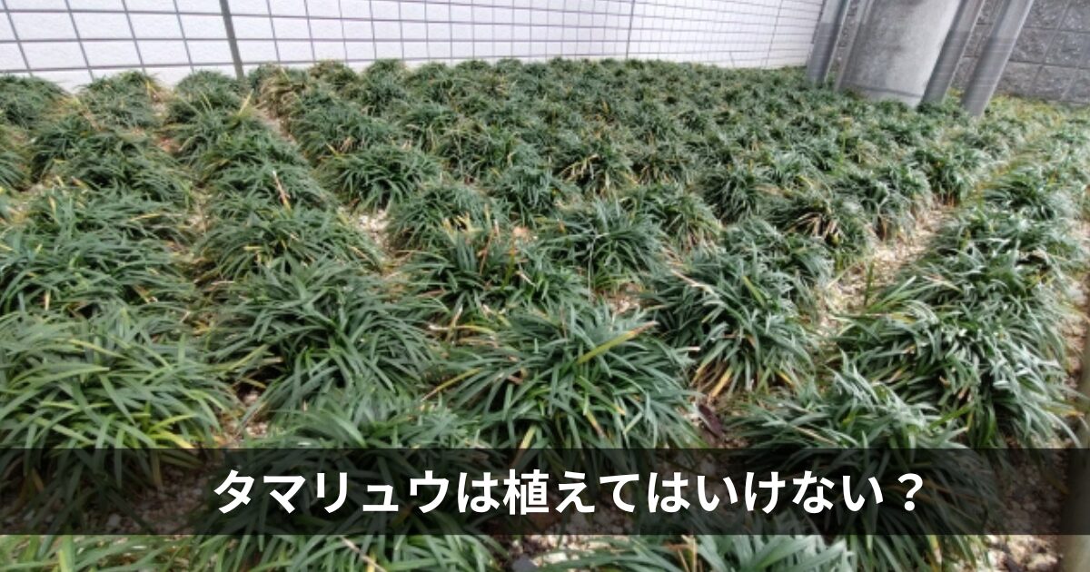 タマリュウは植えてはいけない？