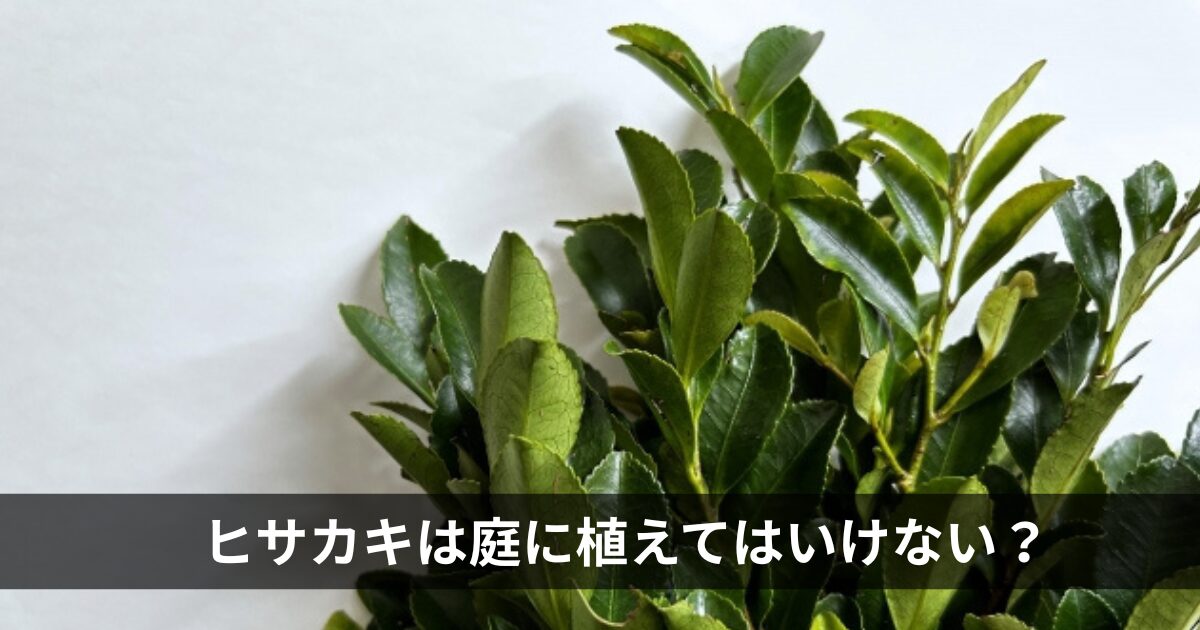 ヒサカキは庭に植えてはいけない？