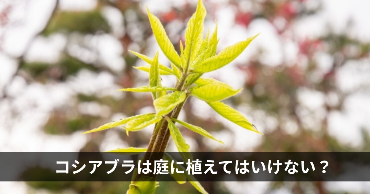 do-not-plant-japanese-chinquapin-in-your-garden