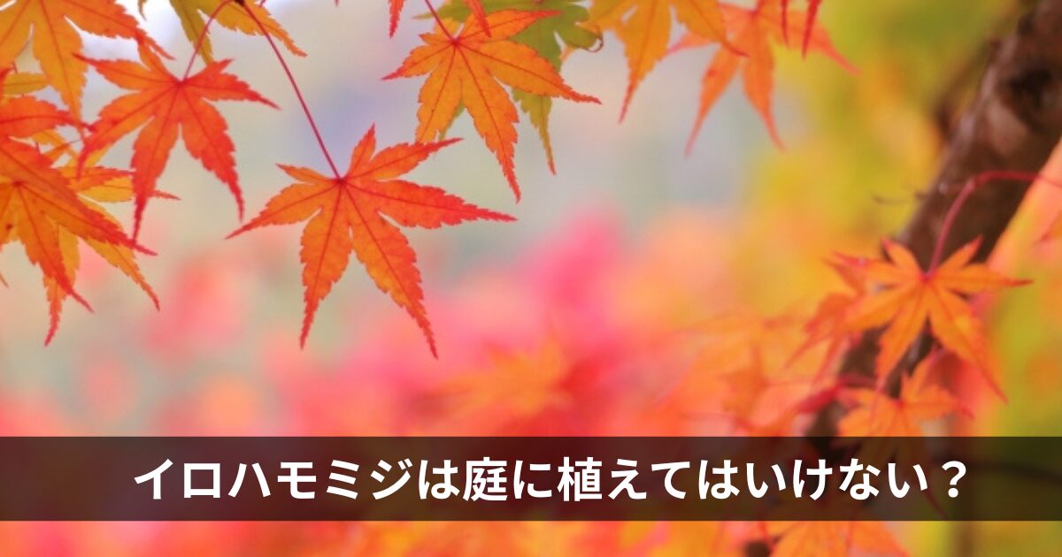 イロハモミジは庭に植えてはいけない？