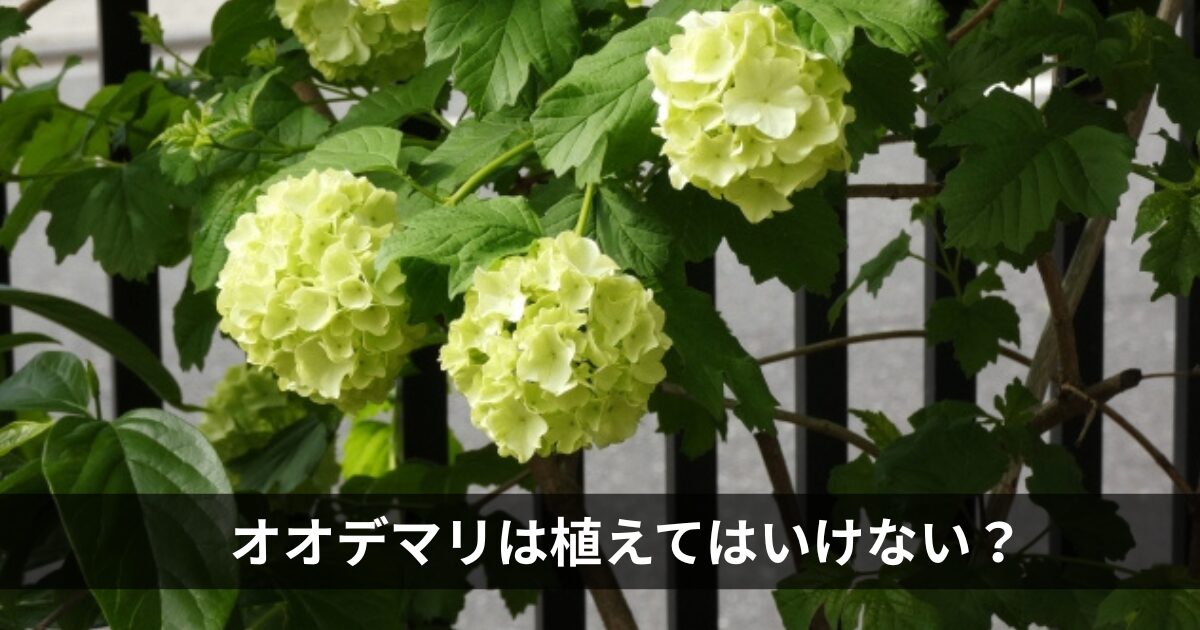 オオデマリは植えてはいけない？