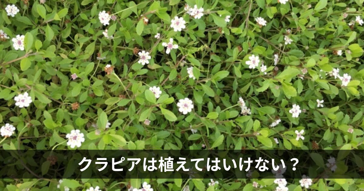 クラピアは植えてはいけない？