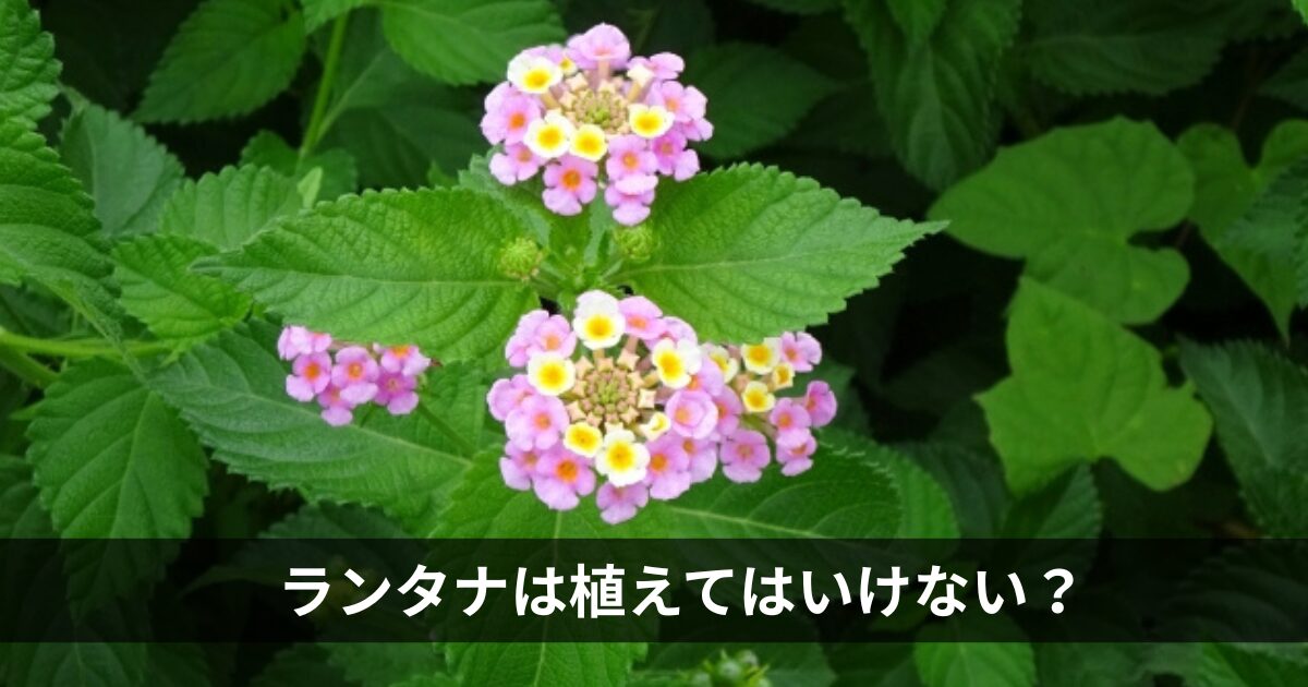 ランタナは植えてはいけない？