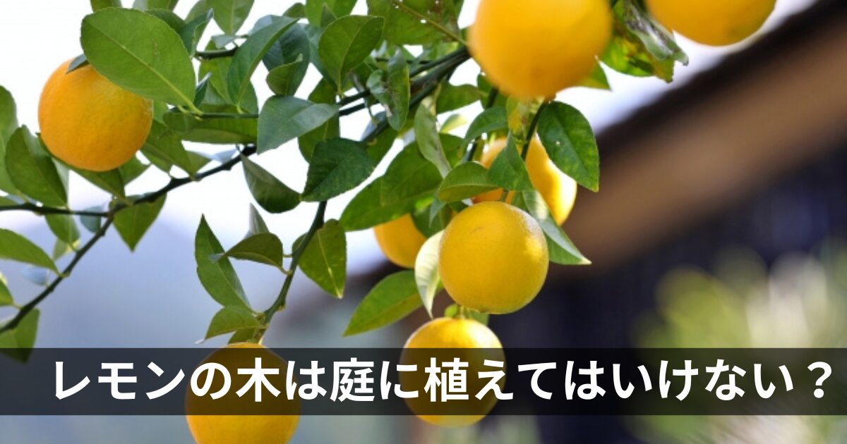レモンの木は庭に植えてはいけない？