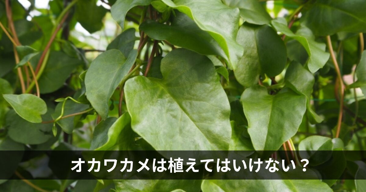 オカワカメは植えてはいけない？