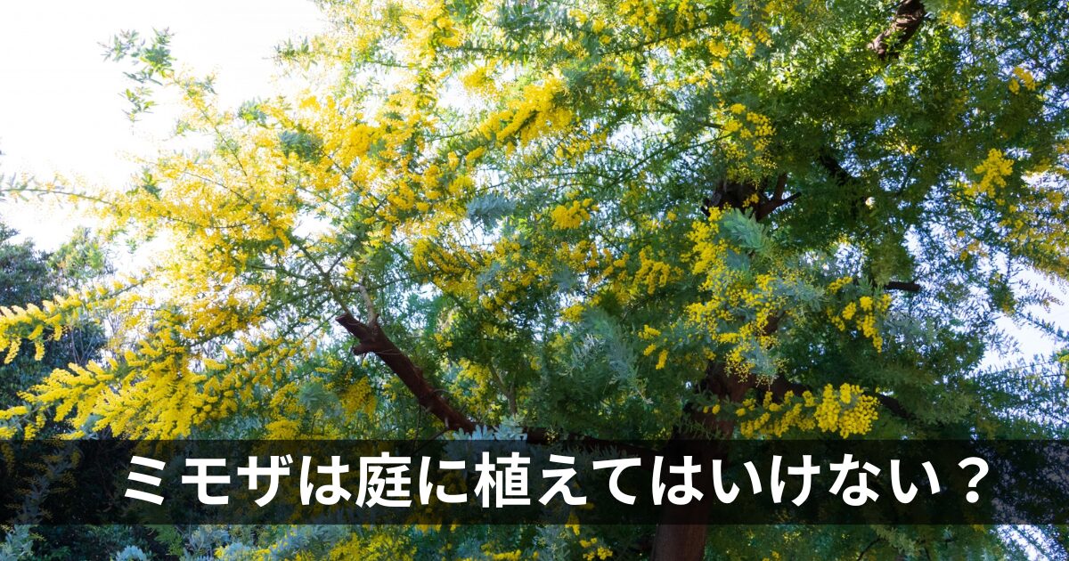 ミモザは植えてはいけない？
