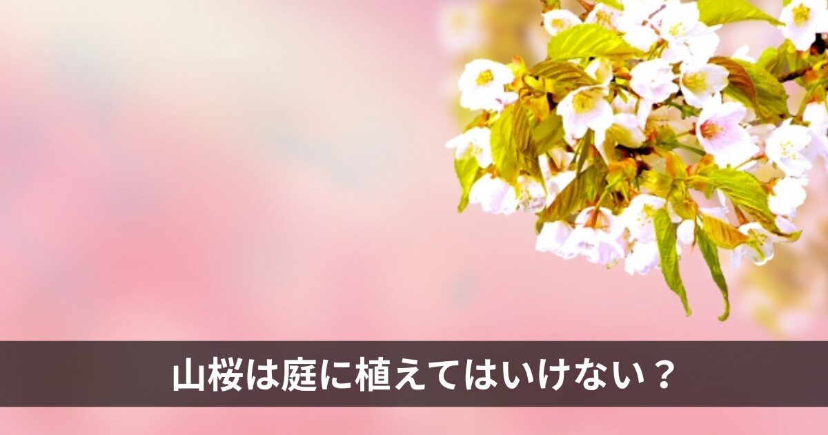 山桜は庭に植えてはいけない？