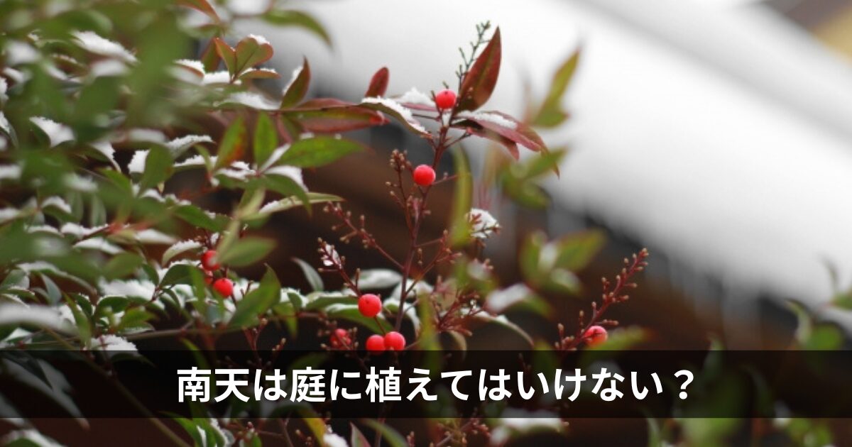 南天は庭に植えてはいけない？