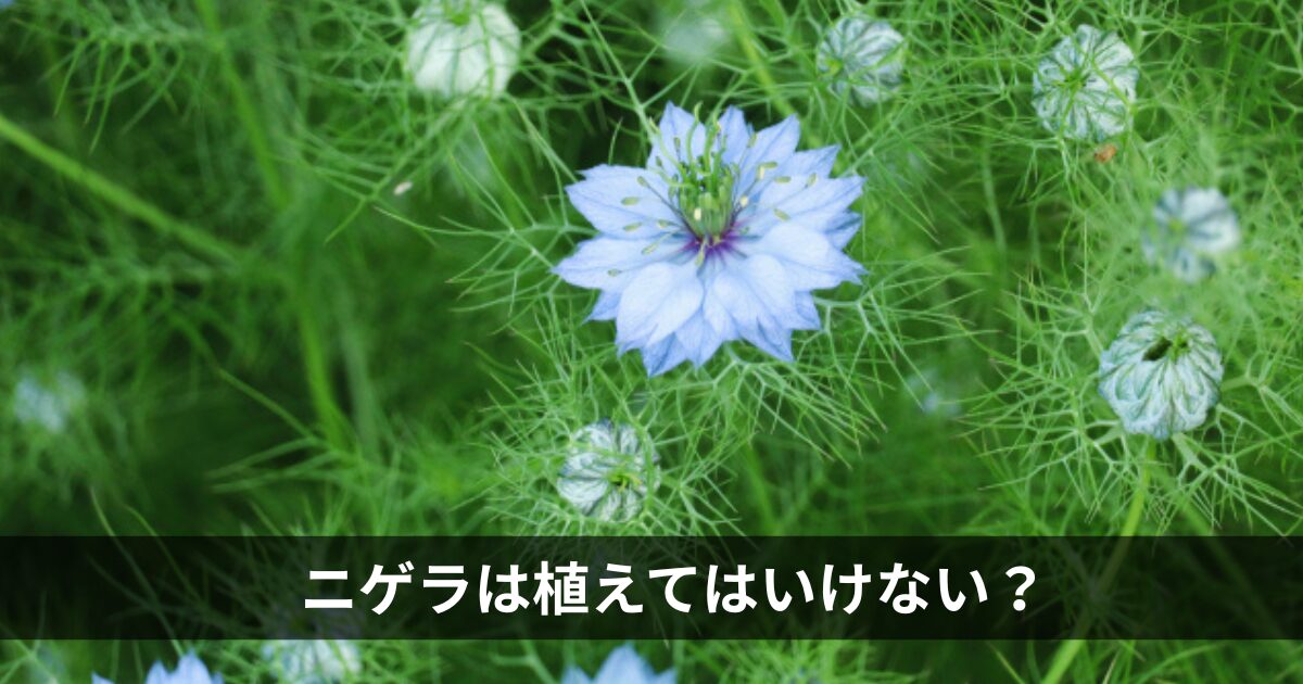 ニゲラを植えてはいけない？