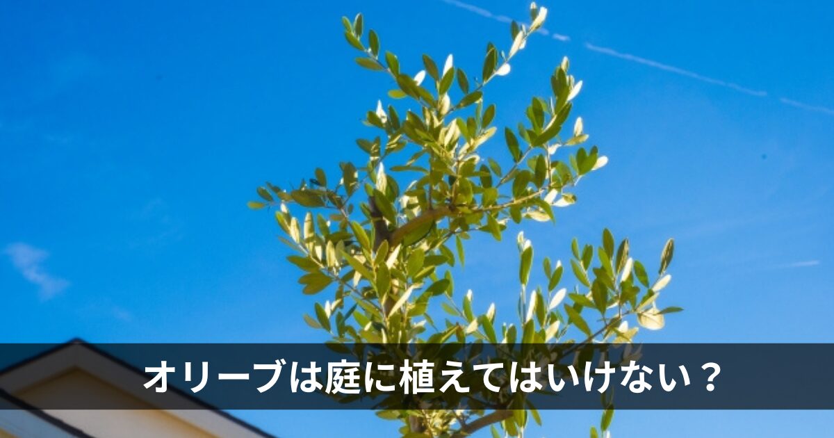 オリーブは植えてはいけない？