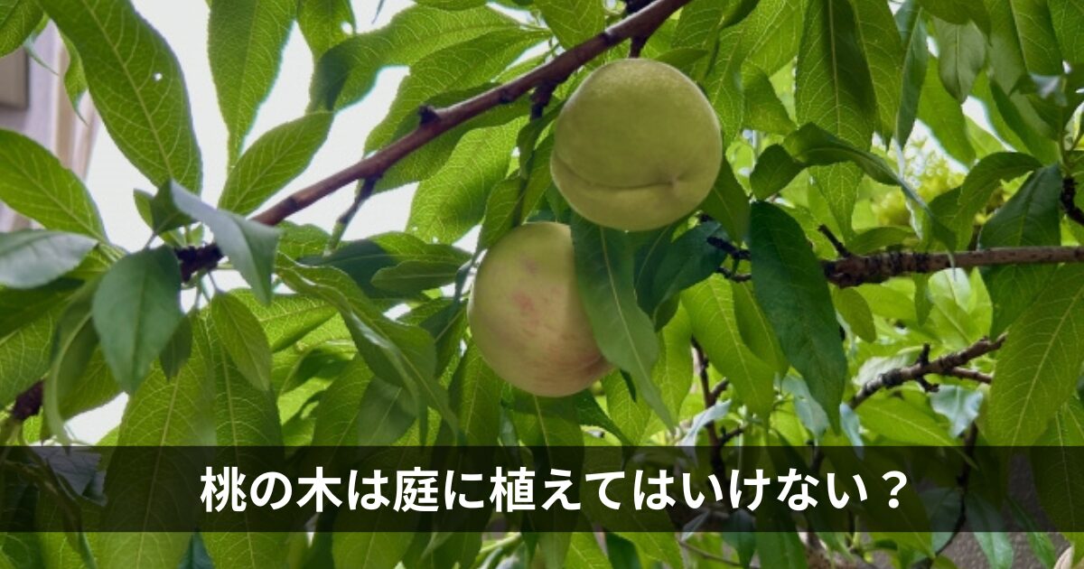 桃の木は庭に植えてはいけない？