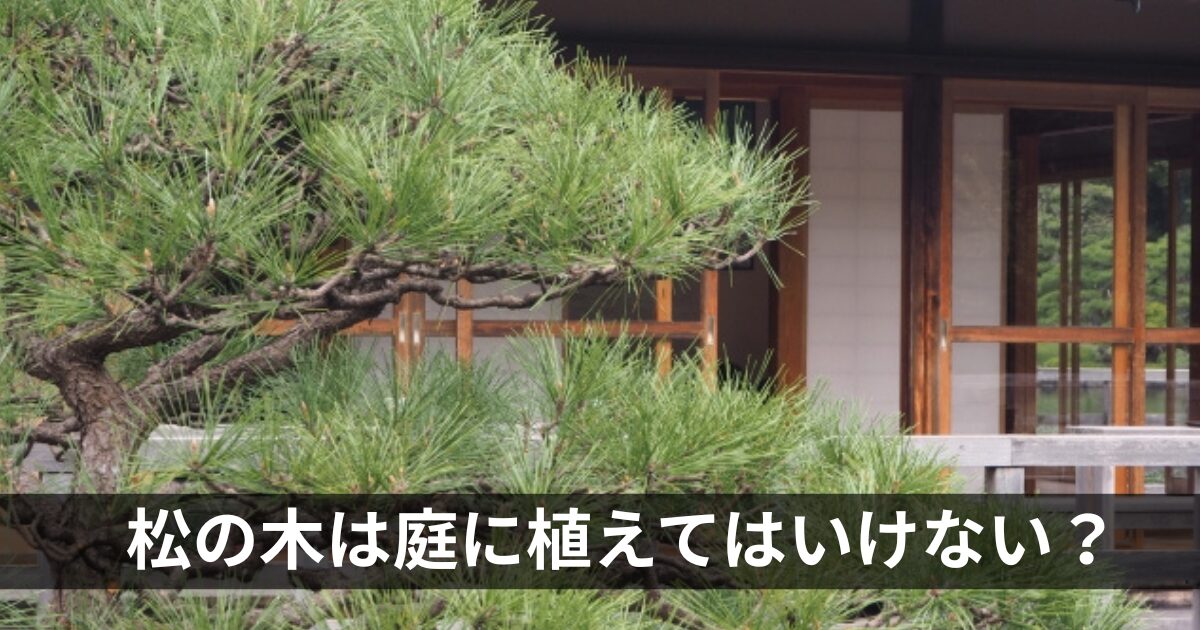 松の木は庭に植えてはいけない？