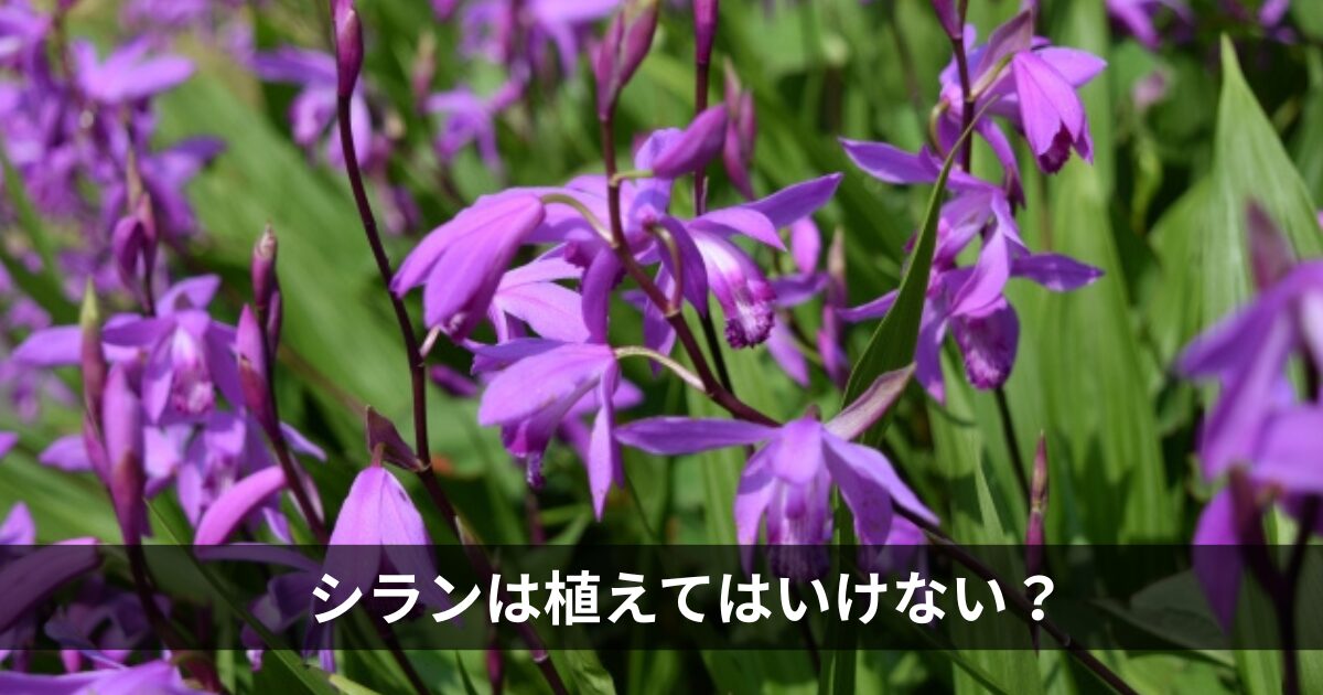 シランは植えてはいけない？