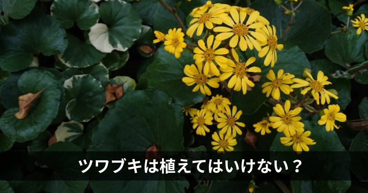 ツワブキは植えてはいけない？