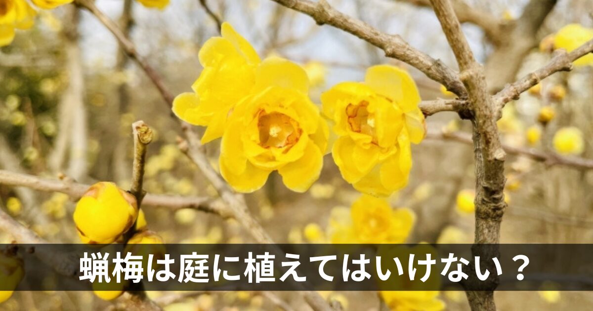 蝋梅は庭に植えてはいけない？