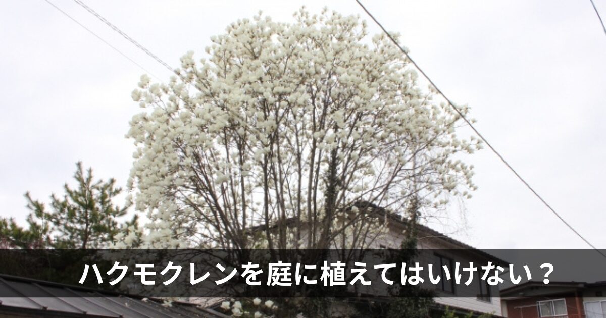 ハクモクレンを庭に植えてはいけない