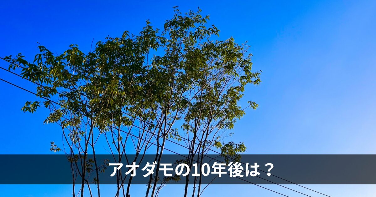 アオダモの10年後は？