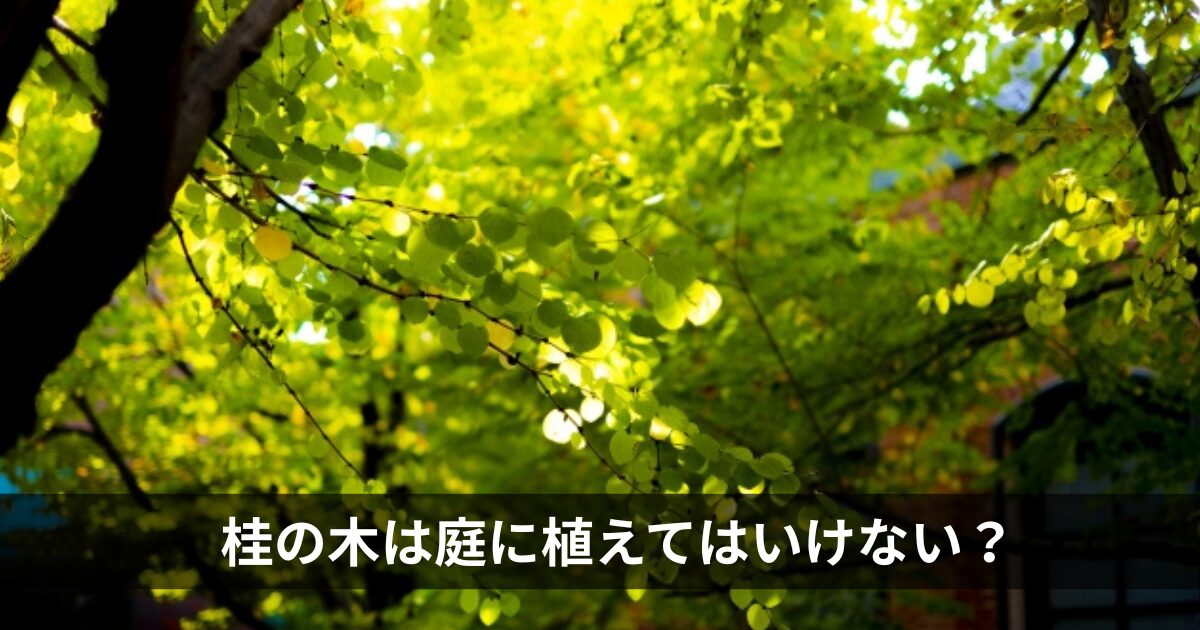 桂の木は庭に植えてはいけない？