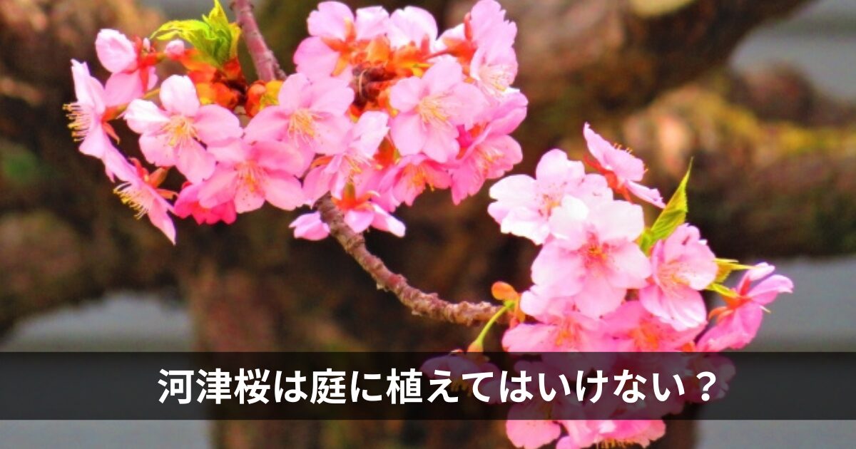 河津桜は庭に植えてはいけない？