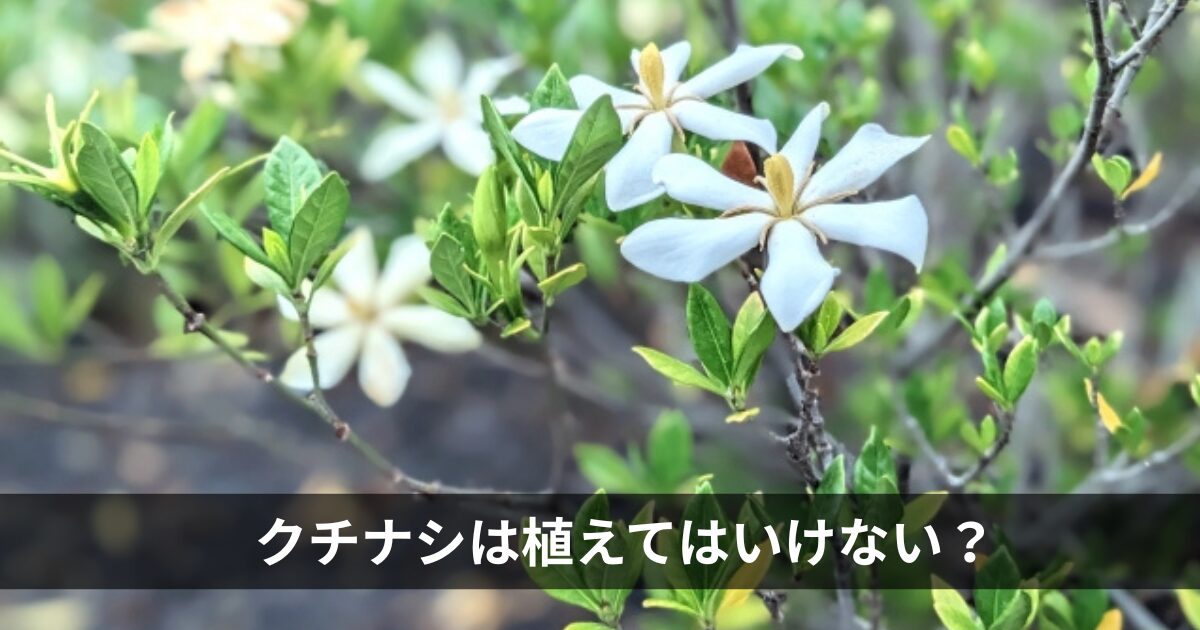 クチナシは植えてはいけない？