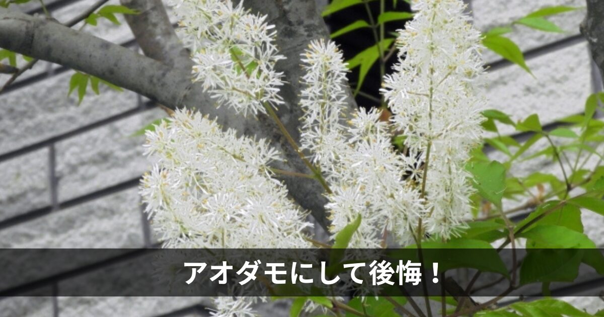 アオダモにして後悔！