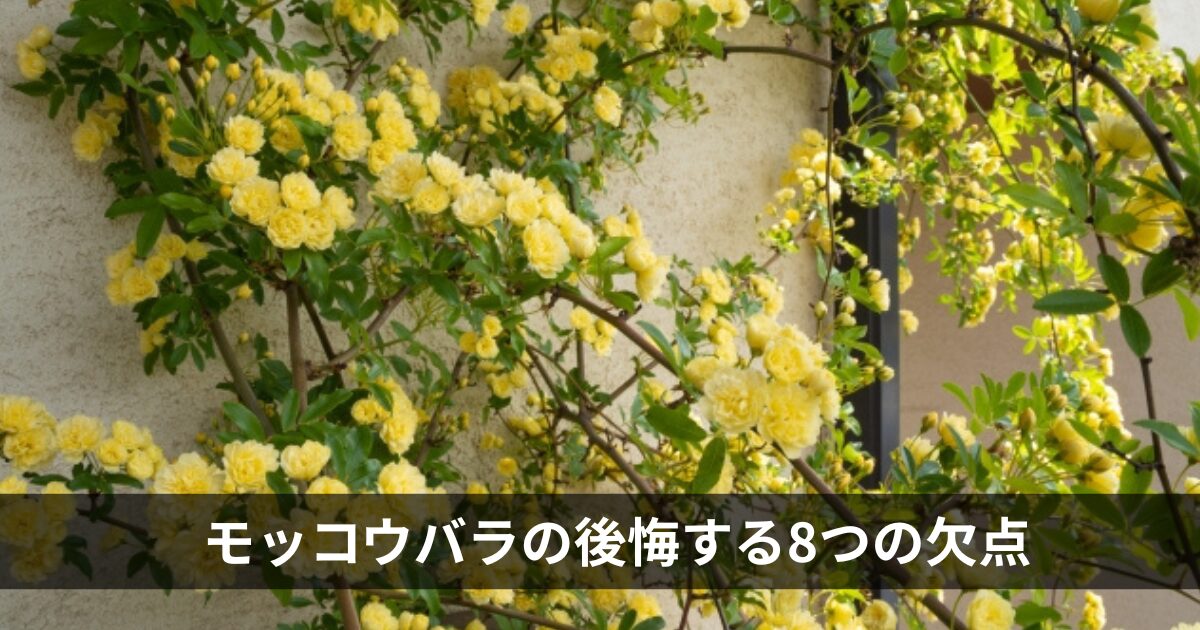 モッコウバラの後悔する8つの欠点