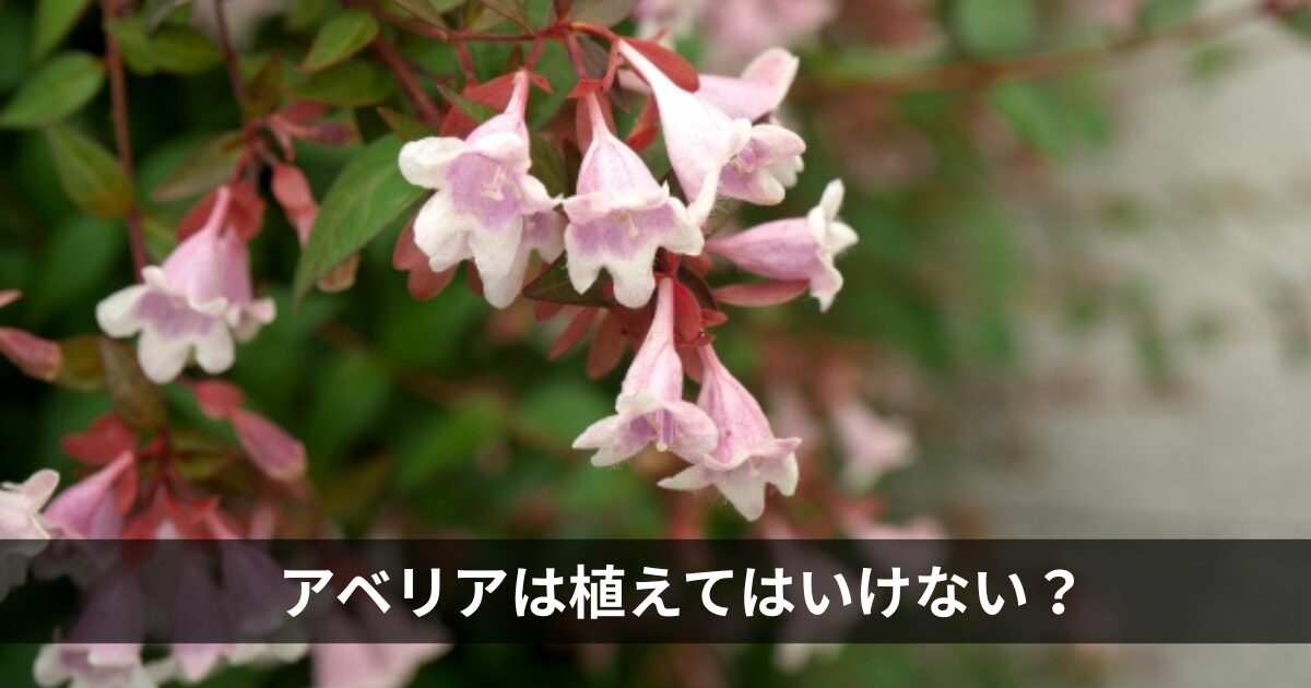 アベリアは植えてはいけない？