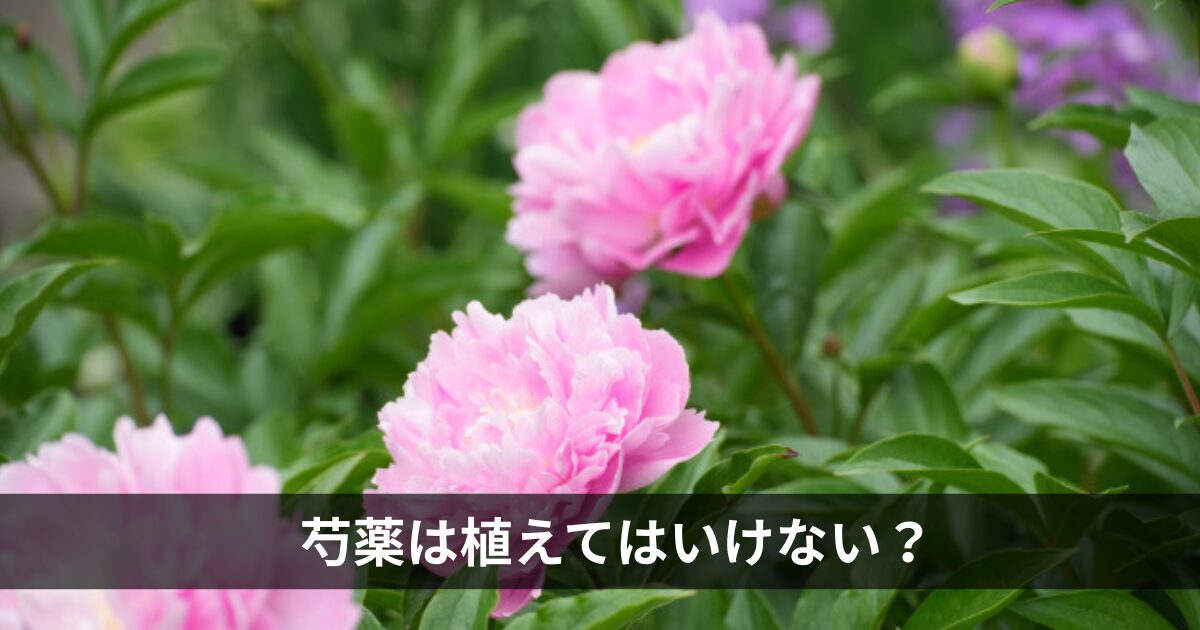 芍薬は庭に植えてはいけない？