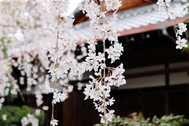民家の軒先のしだれ桜
