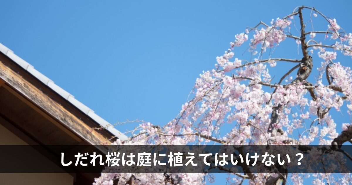しだれ桜は庭に植えてはいけない？