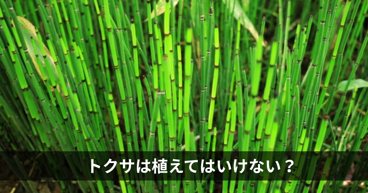 トクサは植えてはいけない？
