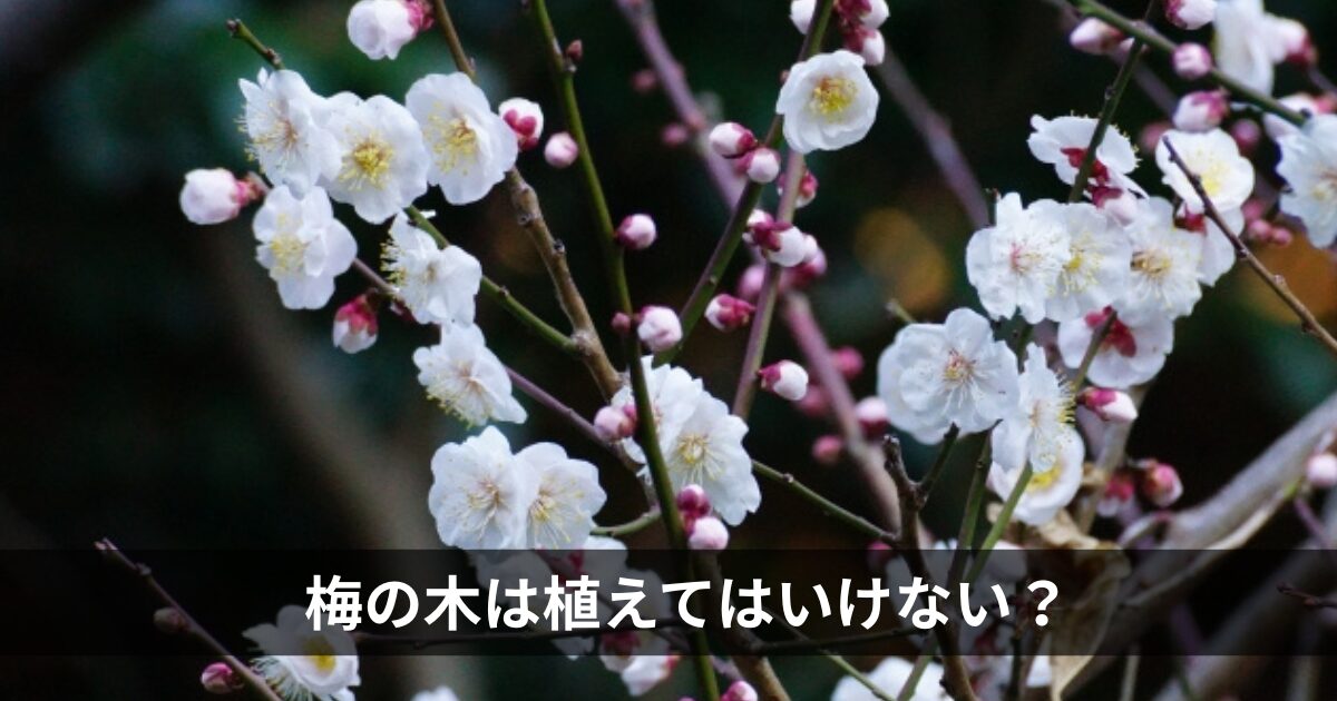 梅の木は植えてはいけない？