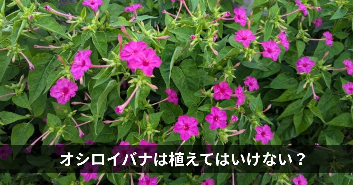 オシロイバナは植えてはいけない？