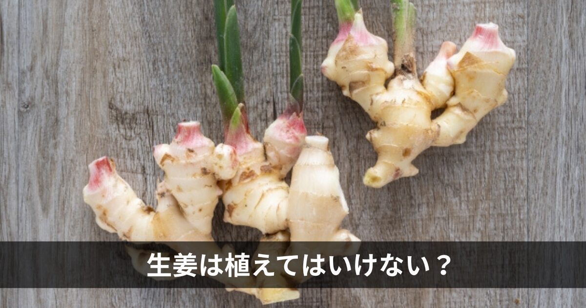 生姜は植えてはいけない？