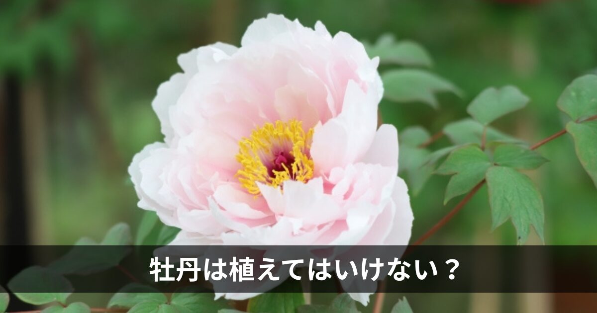 牡丹は庭に植えてはいけない？