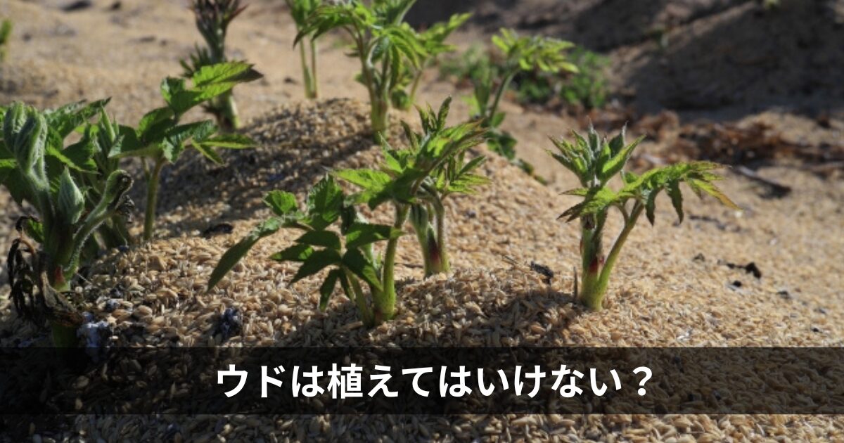 ウドは庭に植えてはいけない？