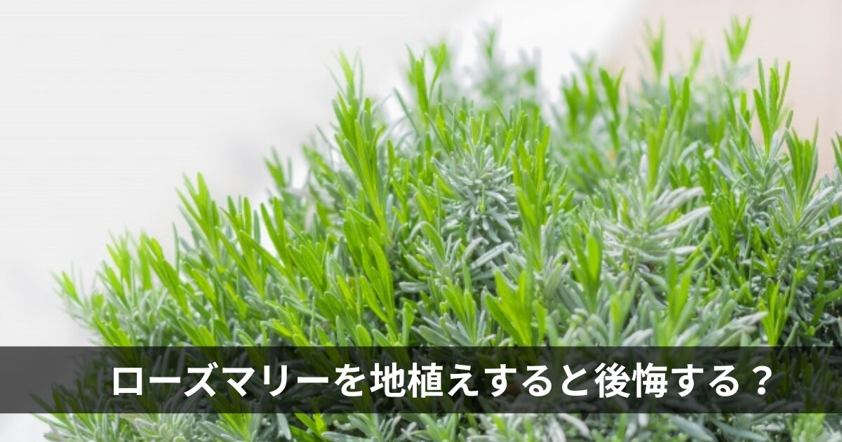 ローズマリーを地植えすると後悔する？